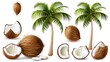 Coconut palm tree (Cocos nucifera). Set of realistic vector illustrations on white background. 