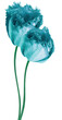 Tulips  flowers  on  isolated background with clipping path. Vertical flowers. Close-up. For design. Nature.