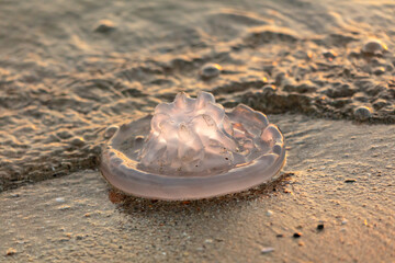 Wall Mural - Jellyfish on the seashore at sunset