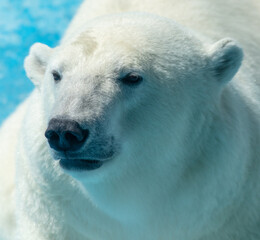 Sticker - Portrait of a polar bear in the zoo