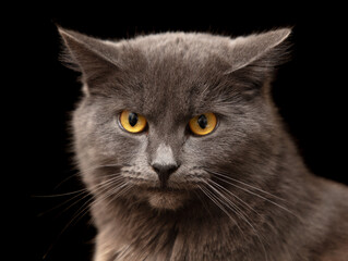 Canvas Print - Portrait of a gray cat isolated on a black background