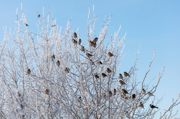 Wall Mural - Sparrows on snowy tree branches in winter