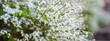 Panorama arching branches stems carry Thunberg Spirea or Spiraea Thunbergii bush blossom, flurry of small white flowers appears early Spring, Dallas, Texas, dwarf compact shrub vigorous flower