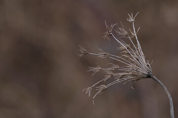 dried meadow flower on a blurred background