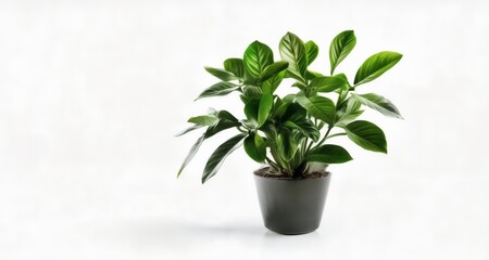 Sticker -  Vibrant indoor greenery, perfect for home decor