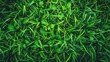 green grass texture  