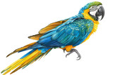 Fototapeta  - Macaw isolated on transparent background
