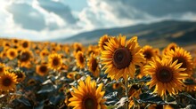 A Big Field Of Sunflowers Surrounded By Sky, In The Style Of Vibrant Stage Backdrops, Spectacular Backdrops