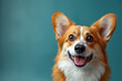 portrait obedient dog (puppy) breed welsh corgi pembroke smiling with tongue on a blue background.