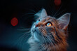 © olga - The hypnotic gaze of a cat. A grey magic cat on a blurred background. The fabulous cat