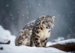 Snow leopard mother and cub under winter snow