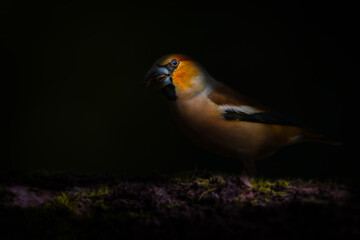 wildlife photography under spotlight. dark nature background. hawfinch.