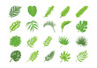 Tropical Leaf Illustration Element Set