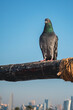 Doha, Qatar - February 8, 2024: A dove stands on a wooden branch in Souq Waqif, Doha, Qatar