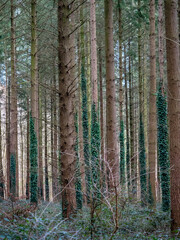 Poster - Fichten Wald