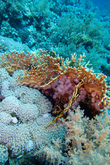 Wall Mural - Colorful, picturesque coral reef at bottom of tropical sea, yellow fire coral, underwater landscape