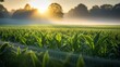 Serene sunrise over illinois cornfield with dew on leaves, camera flare capturing tranquil beauty