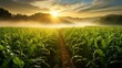 Serene sunrise over illinois cornfield in july with dewy leaves and camera flare
