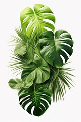 Poster - Fresh green leaves on a clean white background, perfect for botanical designs