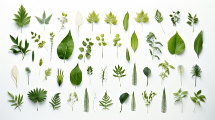 Poster - Collection of different types of leaves on a white surface. Suitable for botanical presentations