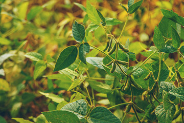 Poster - soybean grows on the field. Selective focus.