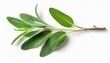 fresh twig of sage with several leaves herb medical plant tea or essential oil themed design element isolated over a transparent background top view flat lay with a subtle shadow