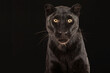 Ein schwarzer Panther als Studioaufnahme sitzt vor schwarzem Hintergrund und blickt direkt in die Kamera, Panthera pardus
