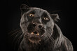 Der Kopf eines schwarzen Panthers mit leicht geöffnetem Maul, Panthera pardus