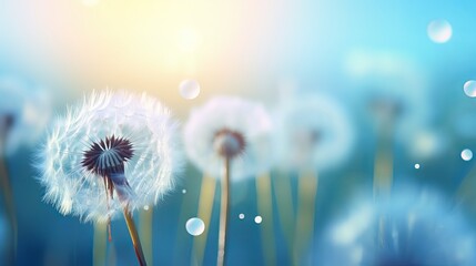 Wall Mural - Natural pastel background. Morpho butterfly and dandelion. Seeds of a dandelion flower in droplets of dew on a background of sunrise. Soft focus. Copy spaces.