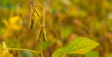 Poster - soybean grows on the field. Selective focus.