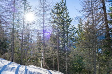 Wall Mural - Sunset in the pine forest