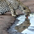 Gepard bewegt sich sehr elegant und sieht beim Trinken sein Spiegelbild