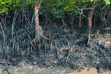 Sundarbans Biosphere Reserve: Low Lying Mud Land With Thick Canopy Of Sundari Trees (Heritiera Fomes), Have Adventitious Aerial Roots That Grow Upward, Help Plant In Breathing In Saline Environment.