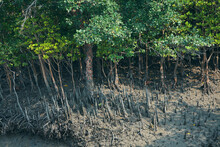 Sundarbans Biosphere Reserve: Low Lying Mud Land With Thick Canopy Of Sundari Trees (Heritiera Fomes), Have Adventitious Aerial Roots That Grow Upward, Help Plant In Breathing In Saline Environment.