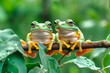 A pair of green frogs with orange legs on the branch of a tree with vegetation. 