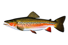 A High Quality Stock Photograph Of A Single Trout Fish Isolated On Transparent Background