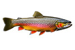 a high quality stock photograph of a single trout fish isolated on transparent background