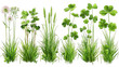Set of green herbs with flowers isolated on white or transparent background generative ai 
