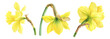 Watercolor illustration of yellow daffodils in botanical style. Spring flowers on a white background.
