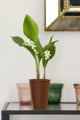 Canvas Print - Pot de muguet en intérieur