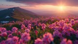 Fototapeta Natura - A serene landscape of the Siberian mountains, with Rhodiola rosea plants blooming on the rugged slopes, the scene bathed in the golden glow of the sunset