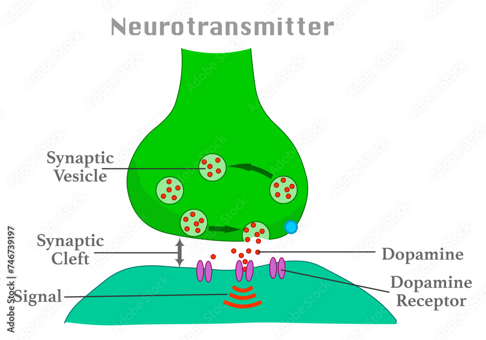 Neurotransmitter anatomy, Dopamine receptor, synaptic vesicles ...