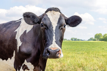 Wall Mural - Mature cow face, black and white looking at cmera, curiosity, pink nose, in front of  a green field and a blue sky
