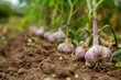 © Lubos Chlubny - Garlic in the vegetable garden. The concept of spring or autumn gardening.