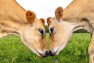 Sticker - Jersey cows, two heads, love and playful, cuddling, fighting or mating