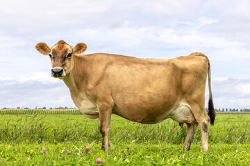jersey cow side view, in a green pasture, jersey cattle, black nose brown coat, large udder