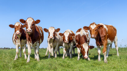 Wall Mural - Group cows in a field, red and white, happy and curious, a blue sky