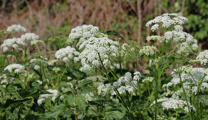 Sticker - Aegopodium podagraria grows as a weed in nature