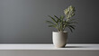 Houseplant in a stylish vase on a laconic gray background. Minimalism.