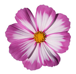 Wall Mural - fleur de cosmos